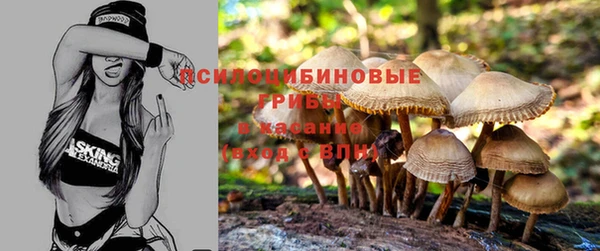 стаф Абаза